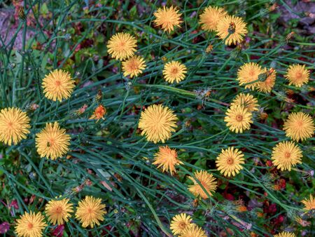 A group of dandelion flowers photographed at the highlands of the Andean mountains of central Colombia.の写真素材