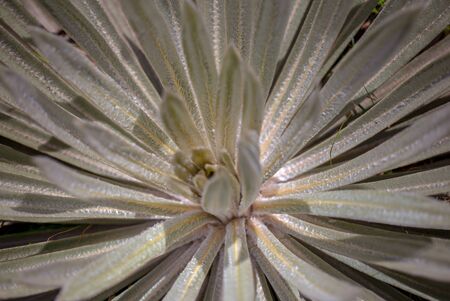 Macro photography of the leaves of an exotic frailejon plant, captured at the highlands of the Andean mountains of central Colombia.の写真素材