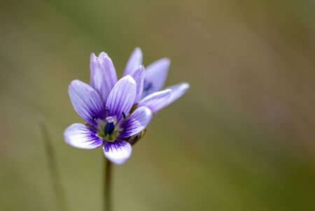 Macro photography of the tiny Gentianella corymbosa flowers, captured at the Teatinos paramo in  the highlands of the Andean mountains of central Colombia.の写真素材