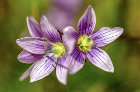 Macro photography of the tiny Gentianella corymbosa flowers, captured at the Teatinos paramo in  the highlands of the Andean mountains of central Colombia.の写真素材