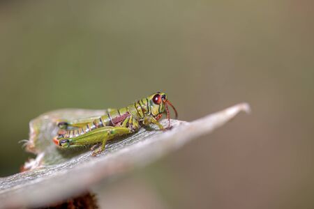 Macro photography of a grasshopper standing on a frailejon leaf. Captured at the paramo of Teatinos, in the highlands of the Andean mountains of central Colombia.の写真素材