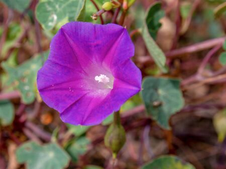 Macro photography of a violet morning glory flower, captured at the highlands of the Andean mountains of central Colombia.の写真素材