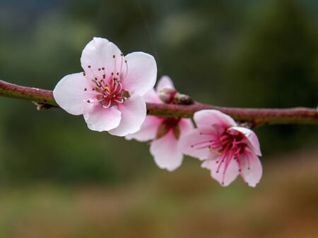 Macro photography of pink peach flowers, captured at the Andean mountains of central Colombia.の写真素材