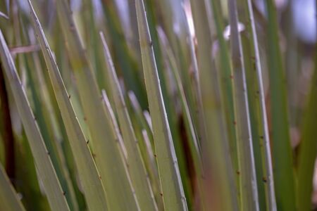 Close-up photography of the thorny leaves of the puya plant. Captured at the highlands of the Andean...