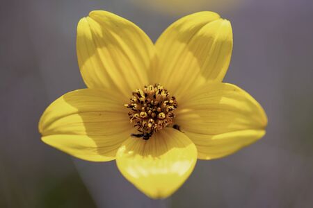 Macro photography of a  tiny exotic ranunculus peruvianus flower, captured at the Teatinos paramo in...