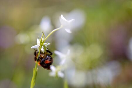 Macro photography of the back of a red bumblebee feeding on a tiny white exotic flower, captured at the Teatinos paramo in the highlands of the Andean mountains of central Colombia.の写真素材