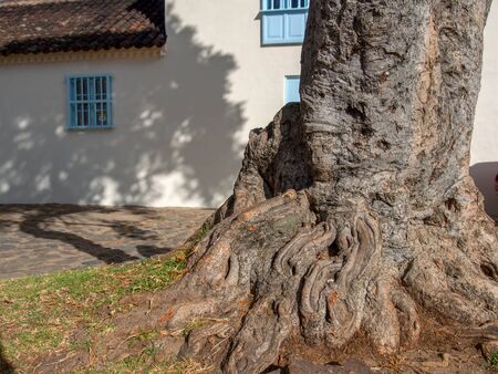 Close-up photography of a very old root of a tree at the streets of the colonial town of Villa de Leyva, in the Andean mountains of central Colombia, at sunset.の写真素材