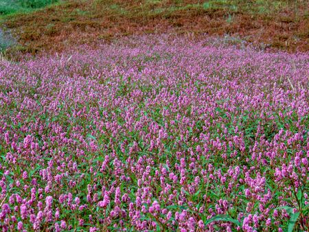 View of a field of smartweed flowers in a farmland at the highlands of the Andean mountains of central Colombia.の写真素材