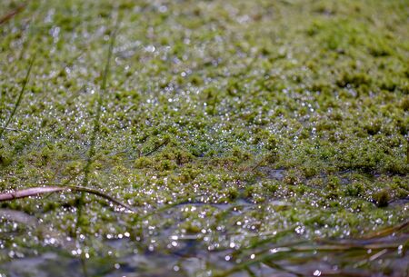 Close-up of a spring of water covered in moss in the middle of a field of frailejones at the highlands of the Andean mountains of central Colombia.の写真素材