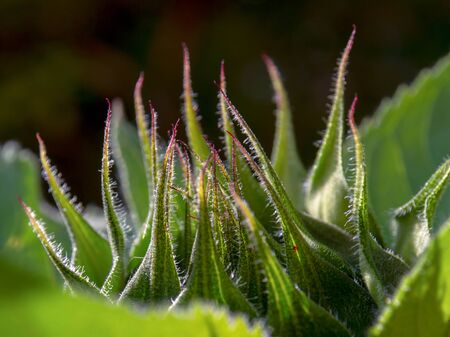 Macro photography of the bracts of a sunflower at sunset, captured at a garden in the central Andean mountains of Colombia.の写真素材