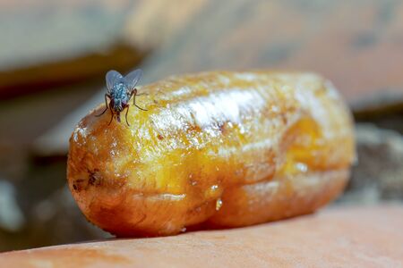 Macro photography of a fly feeding on a rotten banana. Captured at the highlands of the central Andean mountains of Colombia.の写真素材