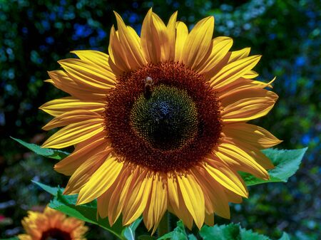 Close-up photography of a sunflower with  a bee on it. Captured at the Andean mountains of central Colombia.の写真素材