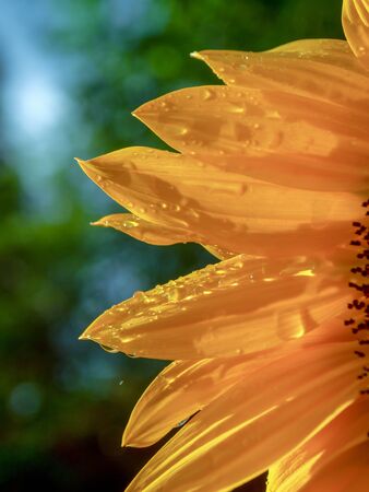 Macro photography of a sunflower petals with some raindrops in them. Captured at the central mountains of the Colombian Andes.の写真素材