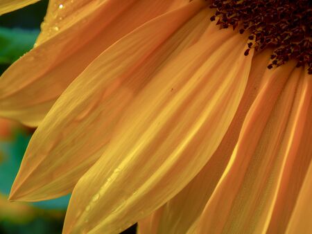 Macro photography of a sunflower petals with some raindrops in them. Captured at the central mountains of the Colombian Andes.の写真素材
