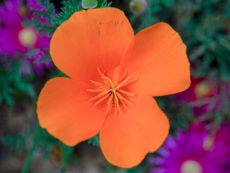 Macro photography of a California poppy flower, captured at the colonial town of Chiquiza, in the Central BoyacÃ¡ Province, part of the Colombian Department of BoyacÃ¡.の写真素材