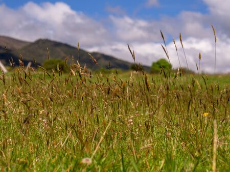 A field of grass in the Andean mountains of the Central BoyacÃ¡ Province, part of the Colombian Department of BoyacÃ¡.の写真素材