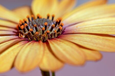 Macro photography of Cape marguerite flowers captured at a garden near the colonial town of Villa de Leyva, Colombiaの写真素材
