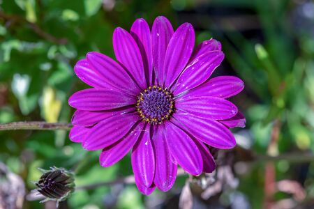 Macro photography of Cape marguerite flowers captured at a garden near the colonial town of Villa de Leyva, Colombiaの写真素材