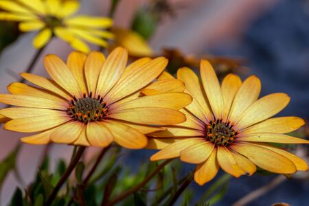 Macro photography of Cape marguerite flowers captured at a garden near the colonial town of Villa de Leyva, Colombiaの写真素材