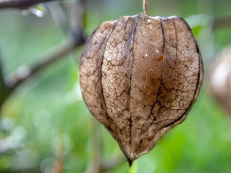 Macro photography of a dried goldenberry calyx with the ripe fruit inside it.の写真素材