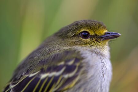 Macro photography of a little golden-faced tyrannulet bird, captured at highlands near the town of Villa de Leyva, in the Andean mountains of Colombia.の写真素材