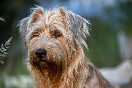Close-up photography of the head of a mongrel dog illuminated by the light of the sunset.
