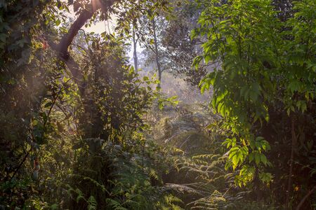 The forest illuminated by the early rays of the morning sun, in the highlands of the central Andean...
