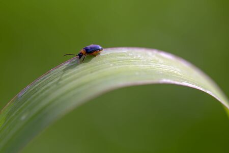 Macro photography of a black and orange tiny scarab feeding on a blade of grass. Captured at the...