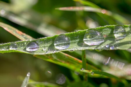 Macro photography of blades of grass covered in dew drops, captured early in the morning in the Andean mountains of central Colombiaの写真素材