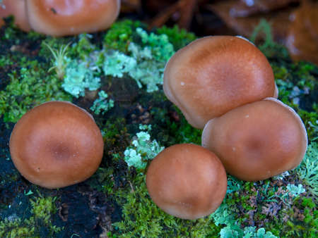 Close-up top view of some brown tree mushrooms in the cloud forest of the central Andean mountains of Colombia, near the colonial town of Villa de Leyva.の写真素材