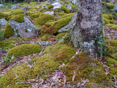 Oak forest with rocks covered in moss at the hillside of the Iguaque mountain in the central Andes of Colombia.の写真素材