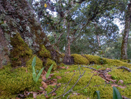 Oak forest with rocks covered in moss at the hillside of the Iguaque mountain in the central Andes of Colombia.の写真素材