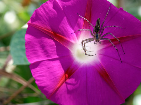 Macro photography of a lynx spider hunting on a morning glory flower. Captured in a garden near the colonial town of Villa de Leyva, in the central Andean mountains of Colombia.の写真素材