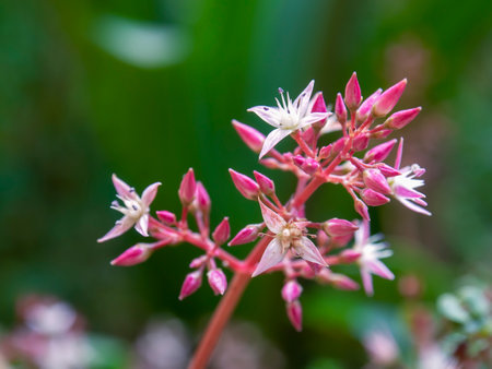 Macro photography of some fairy crassula flowers, captured in a garden near the colonial town of Villa de Leyva in the central Andean mountains of Colombia.の写真素材