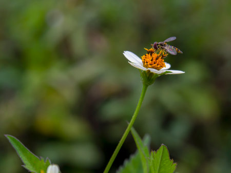 Macro photography of a hoverfly on a white wildflower. Captured at a field near the town of Gachantiva in the central Andean mountains of Colombia.の写真素材