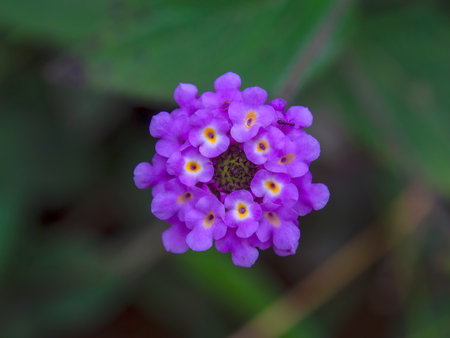 Macro photography of a common lantana flowers, captured in a field near the town of Gachantiva, in the central Andean Andes of Colombia. Top view.の写真素材