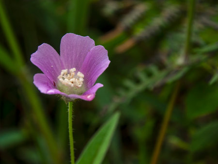 Macro photography of a spurred anoda flower, captured in a fleld near the town of Gachantiva, in the central Andean mountains of Colombia.の写真素材