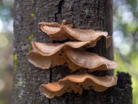 Macro photography of a group of polypores on a tree bark in a forest near the colonial town of Villa de Leyva in the central Andean mountains of Colombia.の写真素材