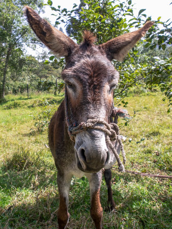 Portrait of a she-donkey on a field near the colonial town of Villa de Leyva in the central Andean mountains of Colombia.の写真素材