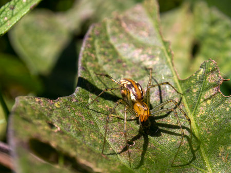Macro photography of a lynx spider on a leaf, captured in a garden near the colonial town of Villa de Leyva, in the central Andean mountains of Colombia.の写真素材