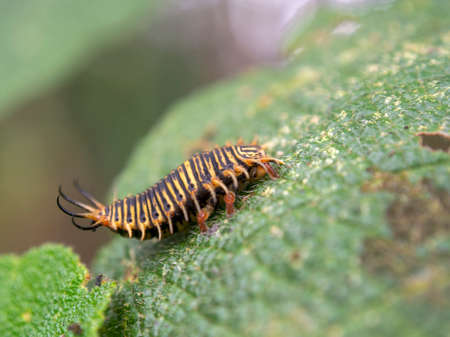 Macro photography of a tortoise beetle larva on a leaf, captured at a garden near the colonial town...
