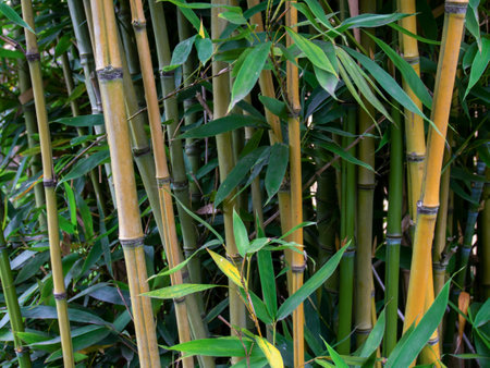 Detail of canes and leaves of bamboo in a garden near the colonial town of Villa de Leyva, Colombia.の写真素材