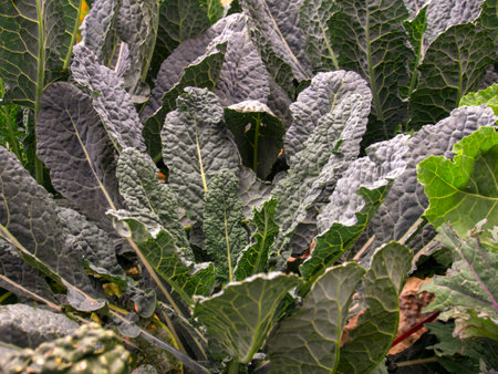 Close look at some kale leaves and plants, captured at a farm near the colonial town of Villa de Leyva, Colombia.の写真素材