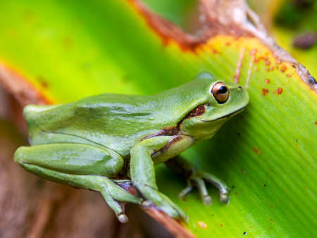 Macro photography of an adut green dotted treefrog standing on a leaf, captured at a garden near the colonial town of Villa de Leyva, Colombia.の写真素材