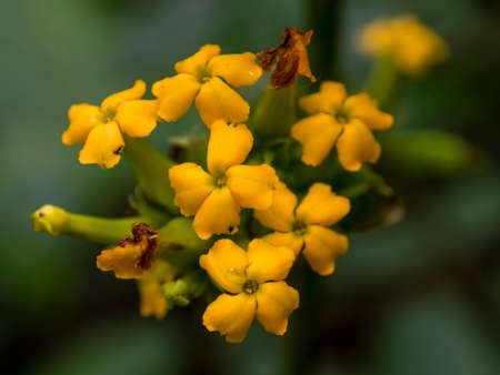 Macro photography of yellow wildflowers bouquet, captured at a farm near the colonial town of Villa...