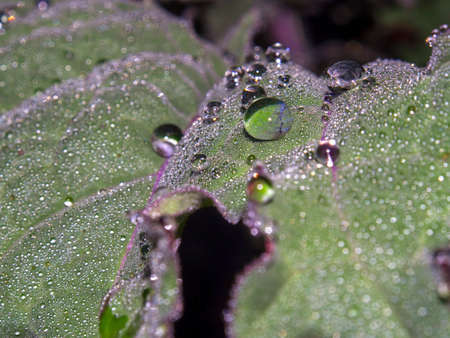 Macro photography of rain drops on a kale leaf. Captured at a farm near the colonial town of Villa de Leyva, Colombia.の写真素材