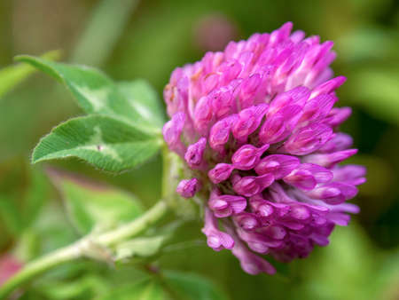 Macro photography of a red clover flower, captured at a garden near the colonial town of Villa de Leyva, Colombia.の写真素材