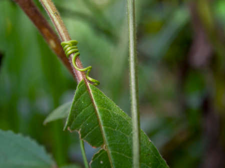 Macro photography of a plant curling tendrils around a leaf, captured in a farm near the colonial...