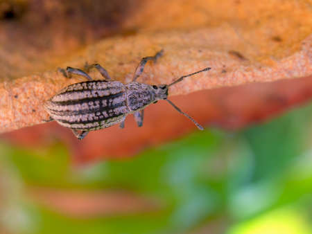 Macro photography of a striped fungus weevil walking on the edge of a succulent plant leaf, captured...