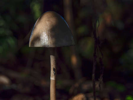 Macro photography of petticoat mottlegill mushrooms, captured in a field near the colonial town of Villa de Leyva, Colombia.の写真素材